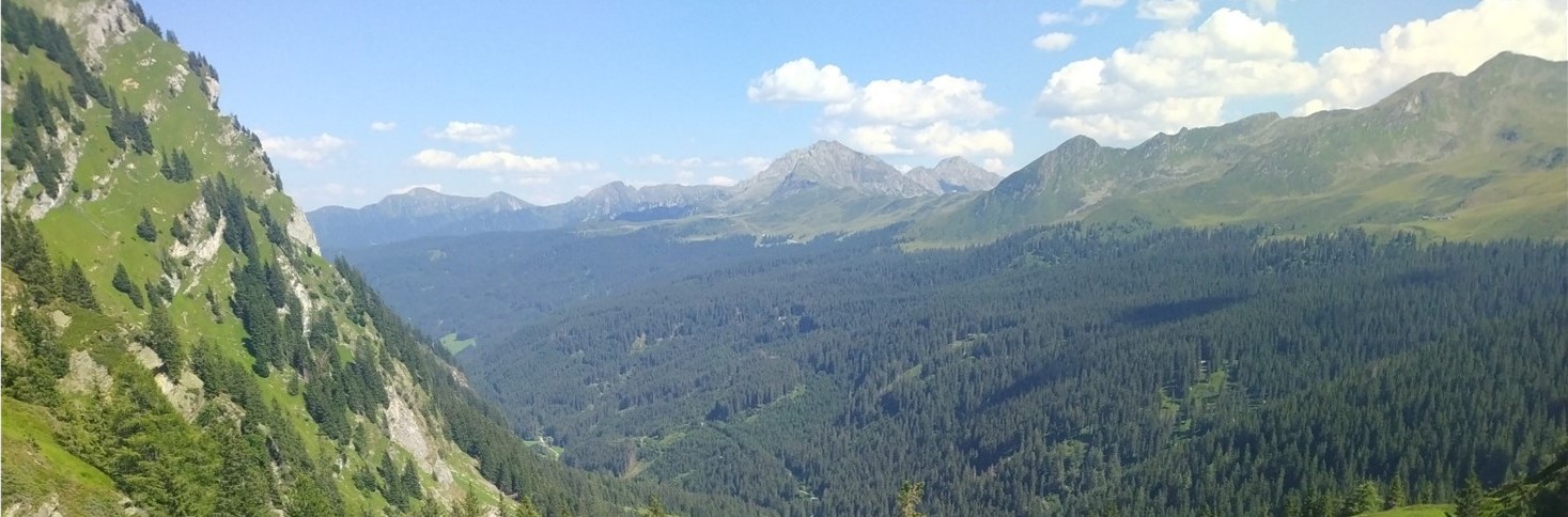 Berge Wald